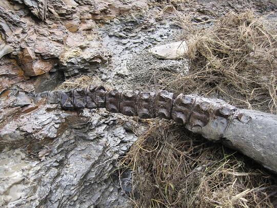 Lynden gives dinosaur fossil a lift to new home at Fairbanks museum