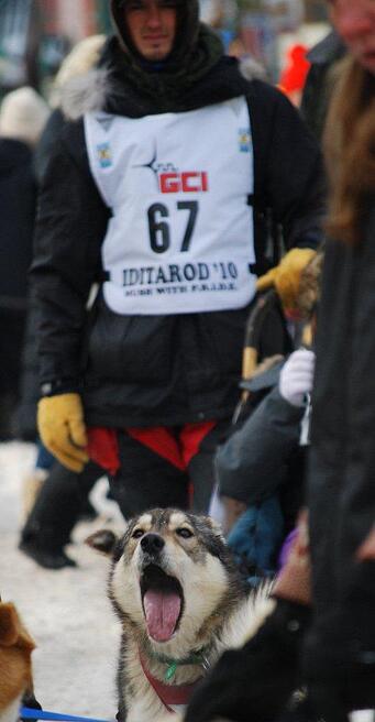 2010 Iditarod: Bored and ready to go!