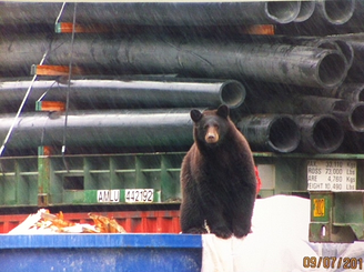 Bear