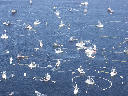 Herring opening in Sitka