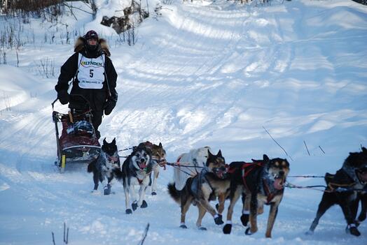 Jr. Iditarod - Guillermo Anton from Spain