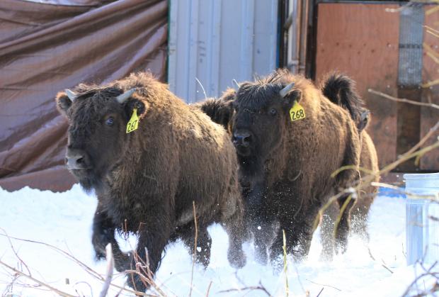 Wood Bison Shageluk, AK