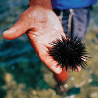 Sea urchin