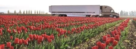 Tulip field (red) with Brown Line truck.jpg